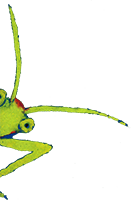 Beetle Bop